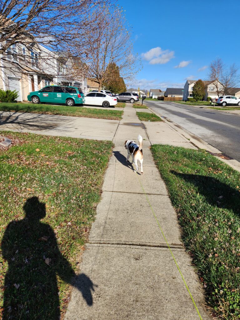 I'm walking my dog in the neighborhood
